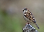 Haussperling-house_sparrow.jpg
