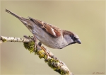 Haussperling-maennlich-Januar_2016.jpg