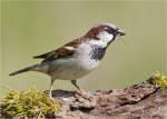 Haussperling-maennlich-Spatz.jpg