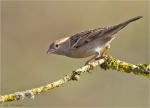 Haussperling-weiblich-30_12_2015.jpg