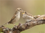 Haussperlingweibchen-Fuetterung_eines_Jungvogels-28_04_2017.jpg