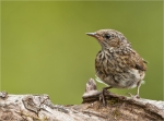 Heckenbraunelle-25_06_2016-Jungvogel.jpg
