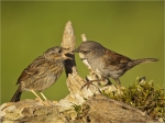 Heckenbraunelle-Jungvogelfuetterung-dunnock.jpg