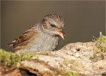 Heckenbraunelle-Prunella_modularis-09_12_2015.jpg