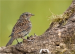 Heckenbraunelle-Ramalina_fraxinea-Jungvogel-24_06_2016.jpg