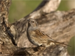 Heckenbraunelle-dunnock-06_Maerz_2017.jpg