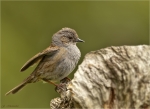 Heckenbraunelle-dunnock-16_03_2017.jpg
