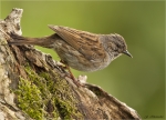 Heckenbraunelle-dunnock-18_06_2016.jpg