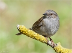 Heckenbraunelle-dunnock-2015.jpg