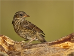 Heckenbraunelle-dunnock-Jungvogel-30_07_2017.jpg