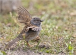 Heckenbraunelle-dunnock-Jungvogel-31_05_2015.jpg