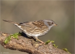 Heckenbraunelle-dunnock-Prunella-05_01_2015.jpg