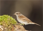 Heckenbraunelle-dunnock-Prunella-09_12_2015.jpg