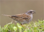 Heckenbraunelle-dunnock-Prunella_modularis-09_04_2016.jpg