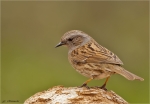 Heckenbraunelle-dunnock-Prunella_modularis-12_04_2016.jpg