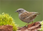 Heckenbraunelle-dunnock-Prunella_modularis-17_04_2016.jpg