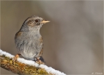 Heckenbraunelle-dunnock-Prunella_modularis-Dezember_2014.jpg