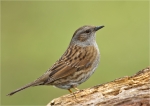Heckenbraunelle-dunnock-Prunella_modularis-Maerz_2016.jpg