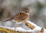 Heckenbraunelle-dunnock-Prunella_modularis-Winter_2014.jpg
