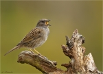 Heckenbraunelle-dunnock-beim_Singen-15_04_2017.jpg