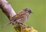 Heckenbraunelle-dunnock-im_Regen-10_05_2016.jpg