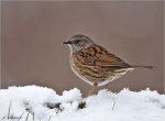 Heckenbraunelle-dunnock-im_Schnee-03_03_2018.jpg