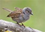 Heckenbraunelle-dunnock_2015.jpg