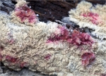 Heidelbeer_Kammpilz-Phlebia_centrifuga-17_01_2016.jpg