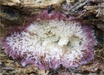 Heidelbeer_Kammpilz-Phlebia_centrifuga.jpg