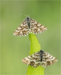 Heidespanner-2_Weibchen-Ematurga_atomaria.jpg