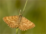Heidespanner-Ematurga_atomaria-Maennchen-22_05_2017.jpg
