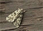 Hellgruene_Flechteneule-Nyctobrya_muralis.jpg