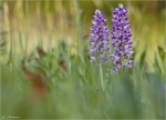 Helm-Knabenkraut-Orchis_militaris-Mai_2015.jpg