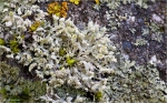 Helm-Schwielenflechte-Physcia_adscendens.jpg