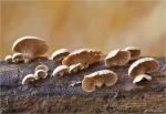 Herber_Zwergknaeueling-Panellus_stipticus.jpg