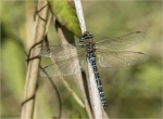 Herbst-Mosaikjungfer-Aeshna_mixta-Maennchen.jpg