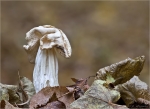 Herbst_Lorchel-Helvella_crispa-Oktober_2015.jpg