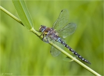 Herbst_Mosaikjungfer-Aeshna_mixta.jpg