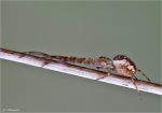 Herbstspinne-Metellina_segmentata.jpg