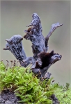Herbsttrompete-Craterellus_cornucopioides.jpg