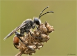 Heuschreckensandwespe-Sphex_funerarius-10_07_2018.jpg