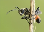 Heuschreckensandwespe-Sphex_funerarius-maennlich-01_08_2017.jpg