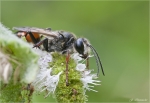 Heuschreckensandwespe-Weibchen.jpg