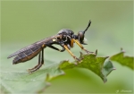 Hoecker_Habichtsfliege-Asilidae.jpg