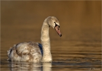 Hoeckerschwan-im_zweiten_Kalenderjahr-13_02_2019.jpg