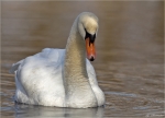 Hoeckerschwan-mute_swan-28_02_2015.jpg