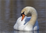 Hoeckerschwan-mute_swan-Februar_2015.jpg