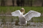 Hoeckerschwan-mute_swan.jpg