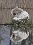 Hoeckerschwan_2011.jpg