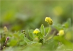 Hopfenklee-Medicago_lupulina.jpg